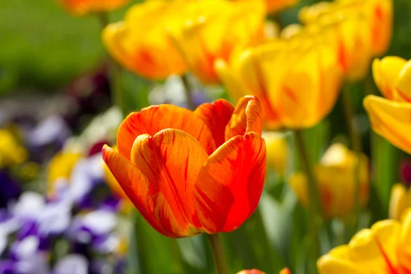 Червоний tulip крупним планом — стокове фото