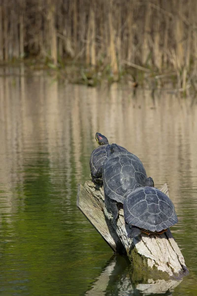 Drei Schildkröten hintereinander — Stockfoto