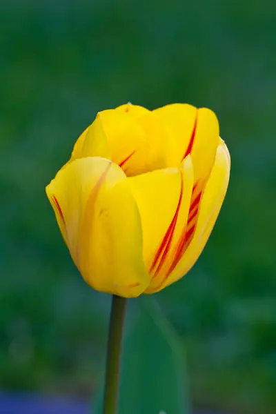Zbliżenie żółty tulipan — Zdjęcie stockowe
