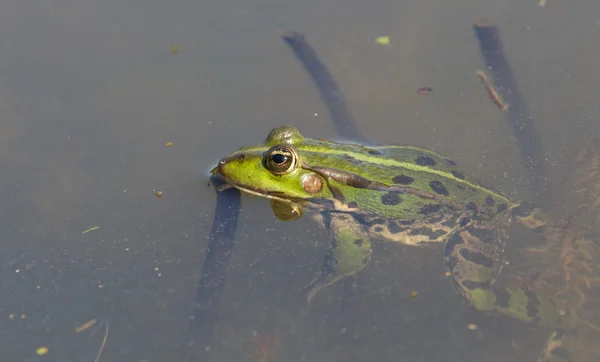 Szczegółowe żaba — Zdjęcie stockowe