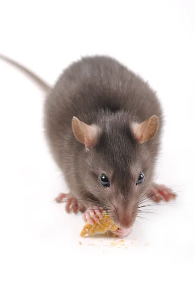 Rat avec biscuits — Photo