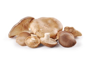 Mushrooms on a white background clipart