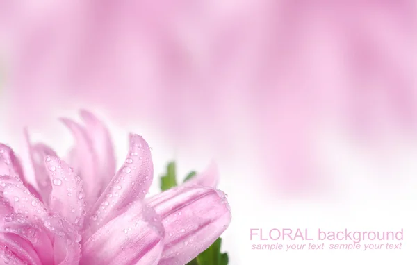 Rosa Blumenpostkarte — Stockfoto