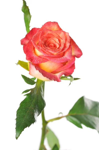 Jedna růže se zelenými listy na bílém pozadí — Stock fotografie
