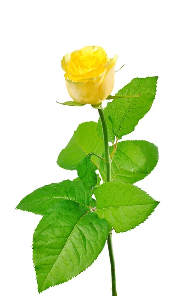 One yellow rose with green leaves on a white background — Stock Photo, Image