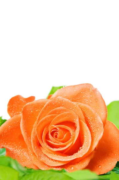 Une rose aux feuilles vertes et aux gouttes de rosée sur un fond blanc — Photo