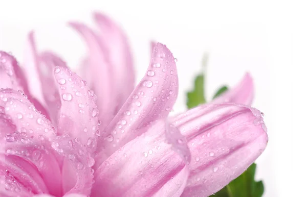 Хризантеми з краплями роси дуже близькі — стокове фото