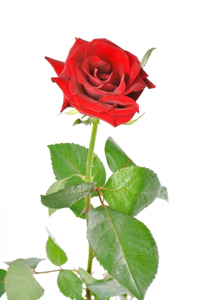 Jedna červená růže se zelenými listy na bílém pozadí — Stock fotografie