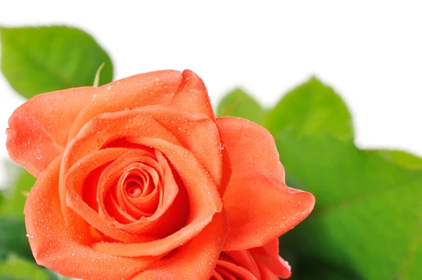 Dunkelorange Rose mit Tautropfen in Nahaufnahme — Stockfoto