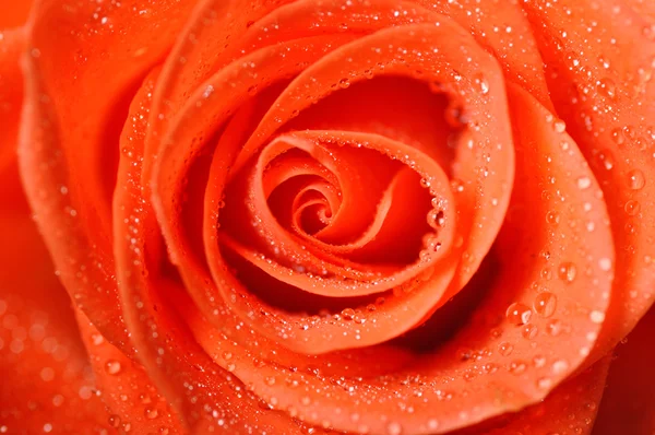 Rosa de laranja escura com gotas de orvalho muito close-up — Fotografia de Stock