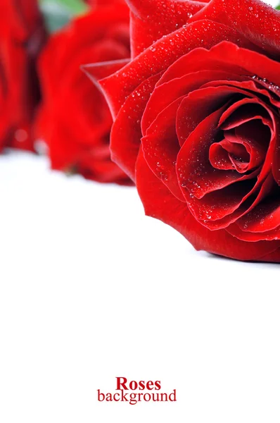 Κόκκινα τριαντάφυλλα με δροσοσταλίδες — Φωτογραφία Αρχείου