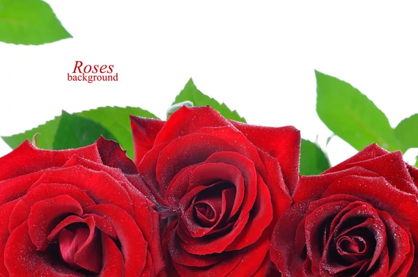 Drei rote Rosen mit Tautropfen — Stockfoto