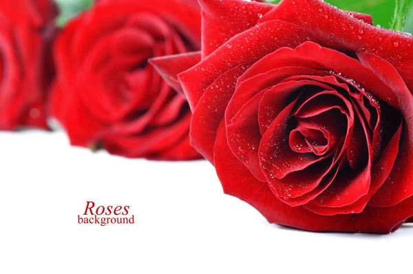 Drei rote Rosen mit Tautropfen — Stockfoto