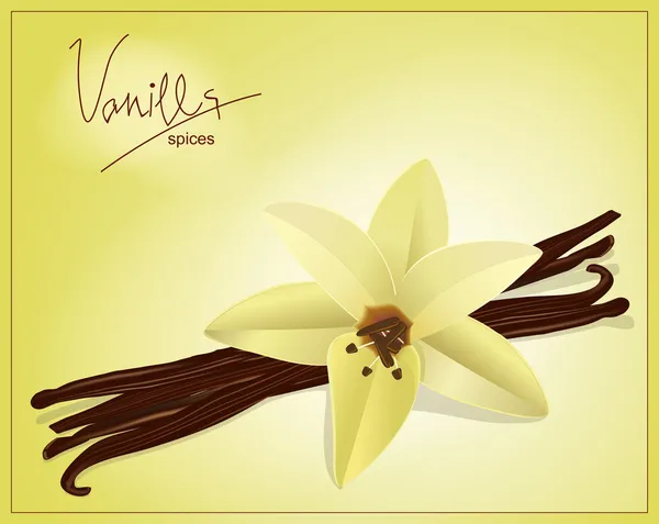 Fleur vectorielle et gousses de vanille sur fond jaune — Image vectorielle