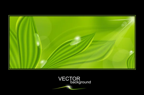 Vektor grön bakgrund med blad och daggdroppar — Stock vektor