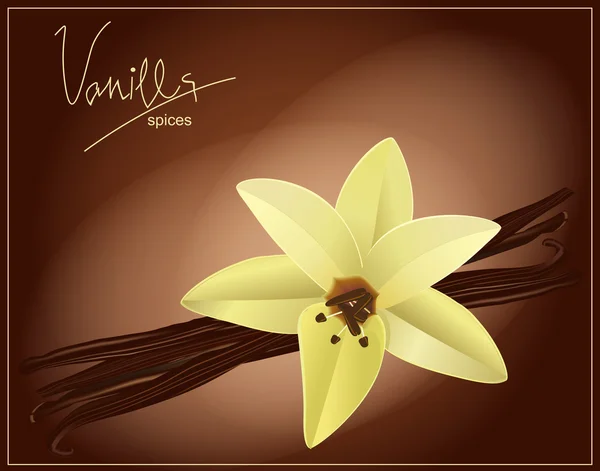 Fleur vectorielle et gousses de vanille sur fond brun — Image vectorielle