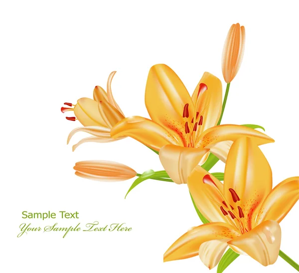 Vector twigs orange lilies on a white background — Stock Vector