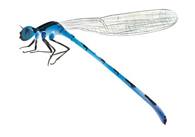 Vector blue dragonfly on white background clipart