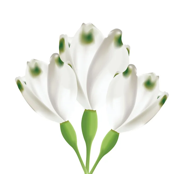 Květy Bílém Pozadí — Stockový vektor
