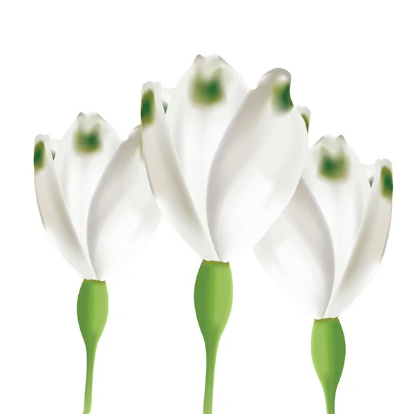 흰색 꽃 — 스톡 벡터