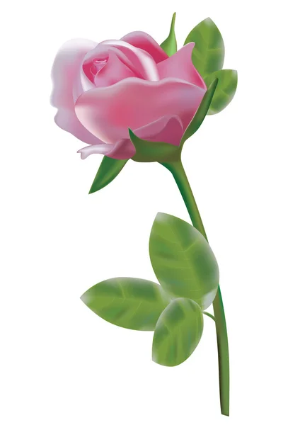 Rose isolée sur blanc — Image vectorielle