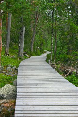 Wooden path in the forest, going nowhere clipart