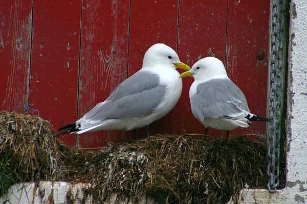Romantic Pescăruș Cuplu — Fotografie, imagine de stoc