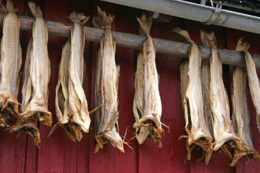 Dried fish hanging on a rorbu in the Lofoten clipart