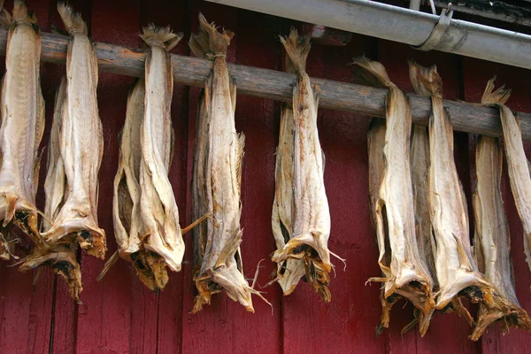 Dried Fish Hanging Rorbu Lofoten — Stock Photo, Image