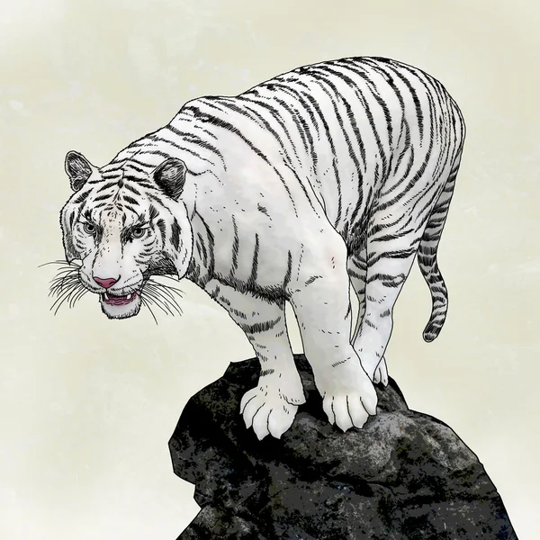 Desenho Animal Realista Tigre Branco Sobre Rocha Fotos De Bancos De Imagens