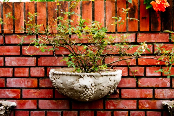 Potted plants on the wall. — Stock Photo, Image