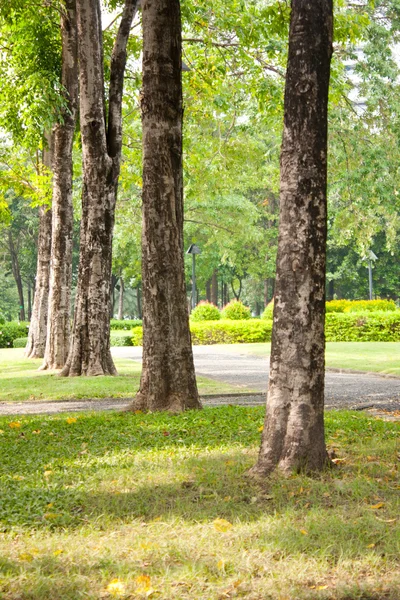 Trees on the lawn. — Stock Photo, Image