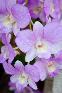 hafif mavi orkide. hafif mavi orkide buketi. taze ve temiz bir görünüm var orkide.