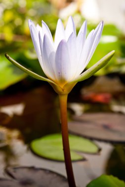 Beyaz lotus çiçeği benzersiz biridir.