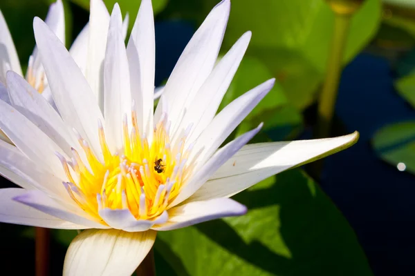 Beyaz Lotus Lotus Polen Böcek Bezleri Ile Bir Havuzda Tam — Stok fotoğraf