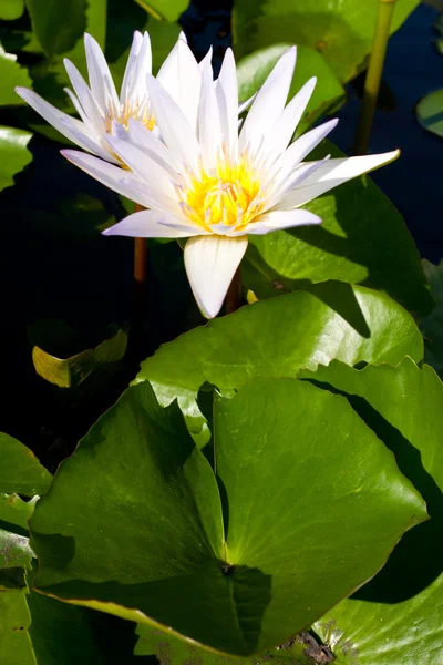 Beyaz Lotus Beyaz Taze Saf Huzur Bak — Stok fotoğraf