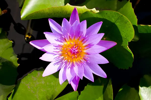 Hellblauer Lotus Volle Blüte Der Mitte — Stockfoto