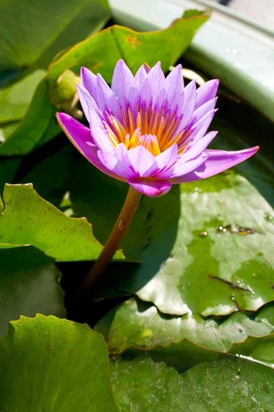 Ljus blå lotus. — Stockfoto