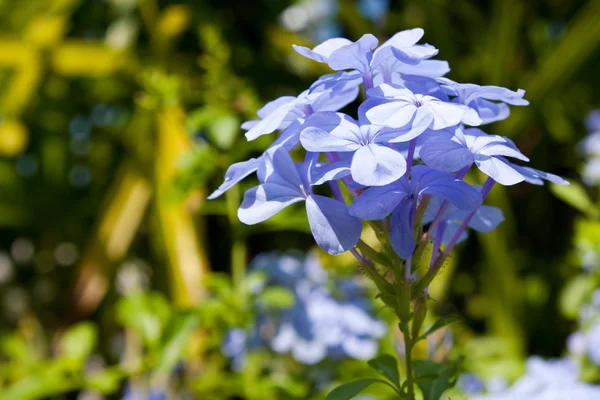 Kwiaty blado niebieski. — Zdjęcie stockowe