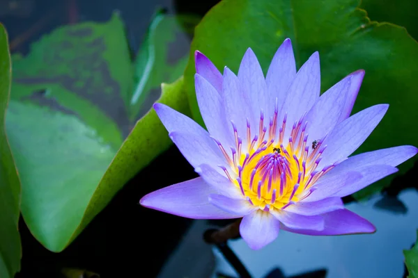Light Blue Lotus Bloom More Fully Refreshed Comfortable — Stock Photo, Image
