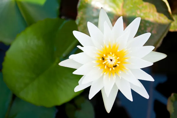 Lotus Blanc Pleine Floraison Dans Étang Avec Pollen Lotus Glandes — Photo