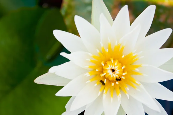 Biały kwiat lotosu w pełni. — Zdjęcie stockowe