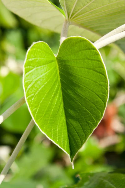 stock image Fresh green leaves. Circular shape is refreshing.