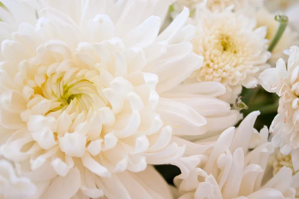 stock image Among white flowers.