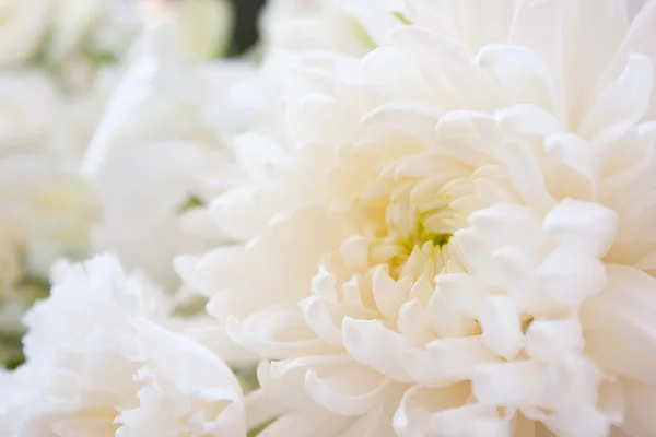 Onder Wit Puur Witte Bloemen Vers Schoon Uiterlijk Help — Stockfoto