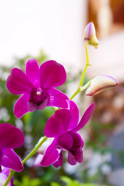 日元兰花的颜色 Cho 兰花绽放色彩是美丽清新的果香 — 图库照片