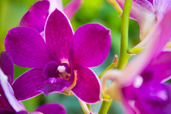 Колір Орхідей Єни Орхідеї Цвітуть Кольором Свіжий Букет Красивих — стокове фото