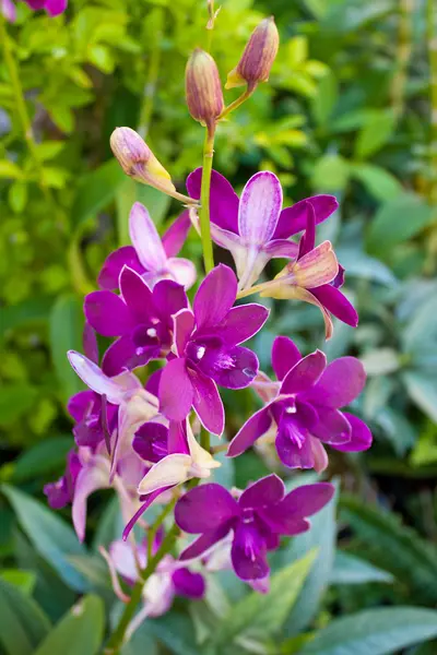 Cor Orquídea Iene Yen Cho Orquídeas Florescer Cor Buquê Fresco — Fotografia de Stock