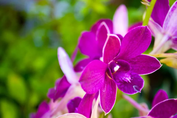 Color de la orquídea del yen . —  Fotos de Stock