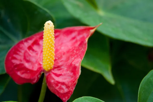 Röd Anthurium Blommor Mitt Gröna Blad Med Gula Pollen — Stockfoto